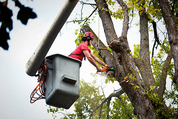 Best Tree Maintenance Programs  in Broadway, VA